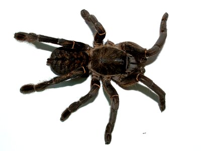 Hairy mexican redknee tarantula brown