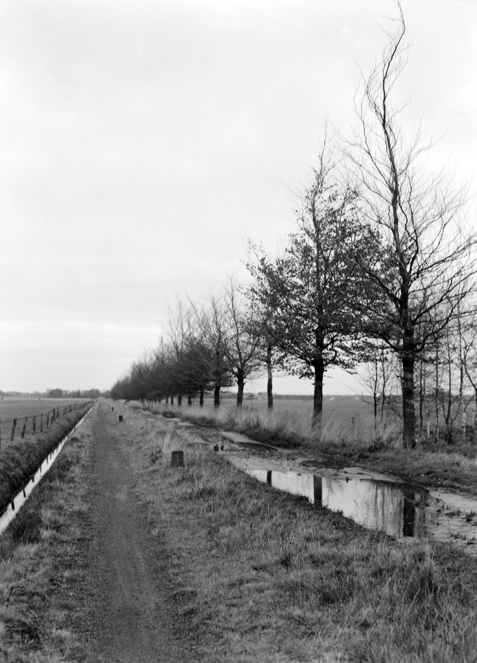 Beuken kregen tijdens een snoeicursus in 1947 een beurt, Bestanddeelnr 253-6567