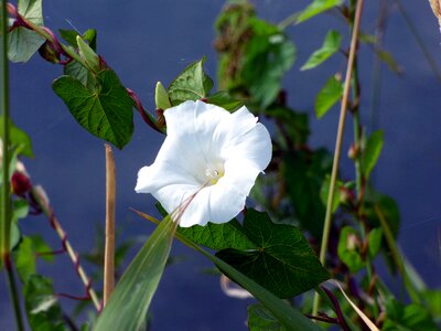 White flower nature creeper