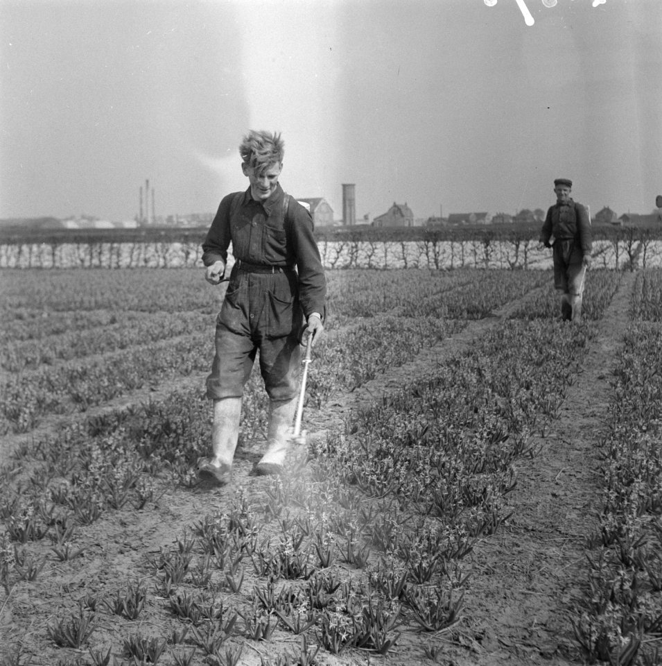Bespuiten van hyacinten, Bestanddeelnr 902-1375