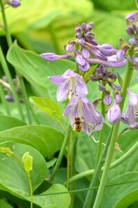 Flowers flourishing ringtones