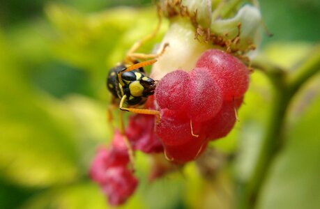 Nature insect wasp