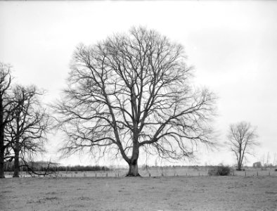 Beuken, Groene Beuk, Landgoed de Velworst, Bestanddeelnr 166-0130