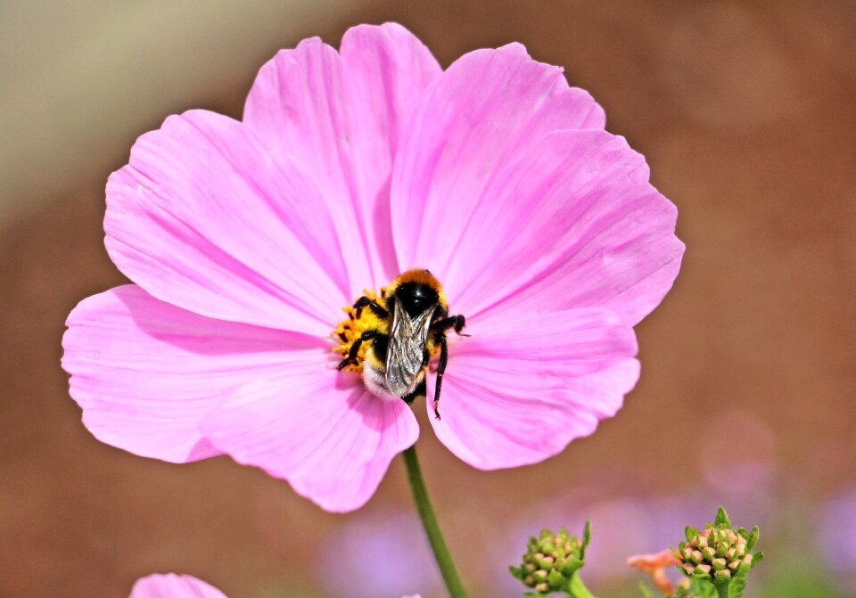 Blossom bloom hummel
