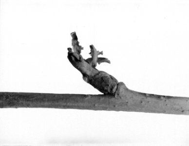 Beschadigingen, knoppen, insecten, bastaardvlinder, Bestanddeelnr 253-7420