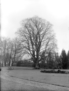 Beuken, bruine beuk, Bestanddeelnr 166-0088