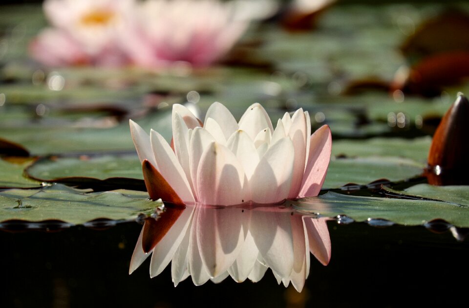 Bloom bloom pink