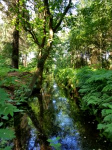 Beukenburg - 1