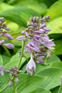 Flowers flourishing ringtones
