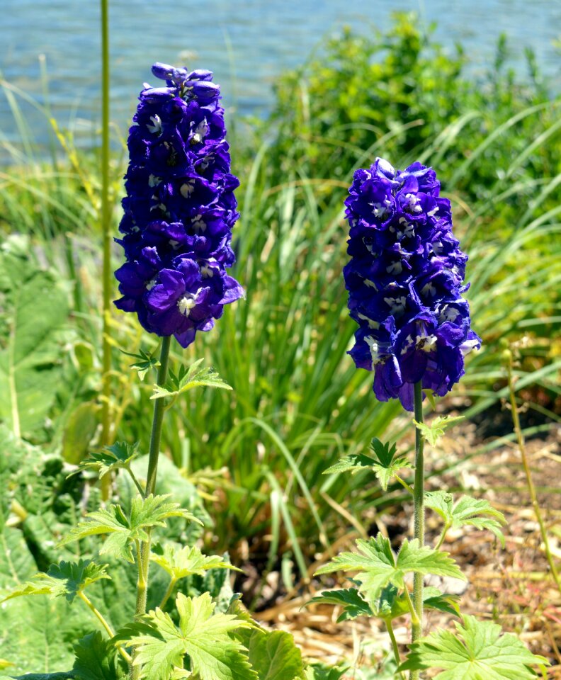 Ornamental plant hyacinth large blossom
