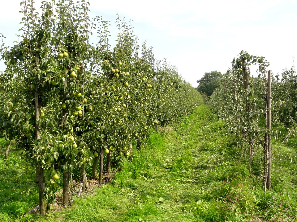 Beuningen fruit oogsttijd 2