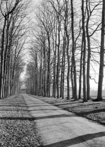 Beuken, Schuine Laan, Bestanddeelnr 166-0153