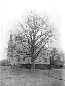 Beuken, kastelen, bruine beuk, kasteel den burgh, Bestanddeelnr 166-0133