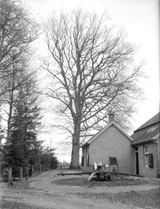 Beuken, Groene Beuk, Landgoed de Velworst, Bestanddeelnr 166-0129