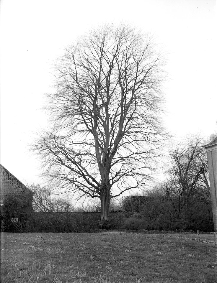 Beuken, Bruine Beuk, Landgoed de Velworst, Bestanddeelnr 166-0128