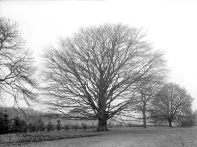 Beuken, bruine beuk, kasteel de bramel, Bestanddeelnr 166-0125