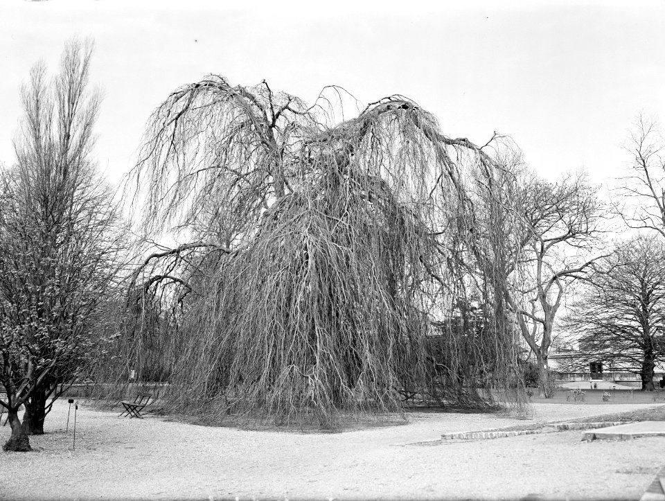 Beuken, treurbeuk, hortus botanicus, Bestanddeelnr 166-0131