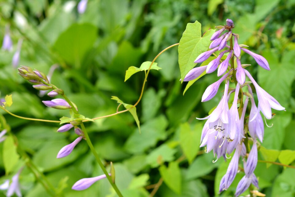 Flowers flourishing ringtones
