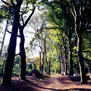 Beukenlaan zuilensteinsebos
