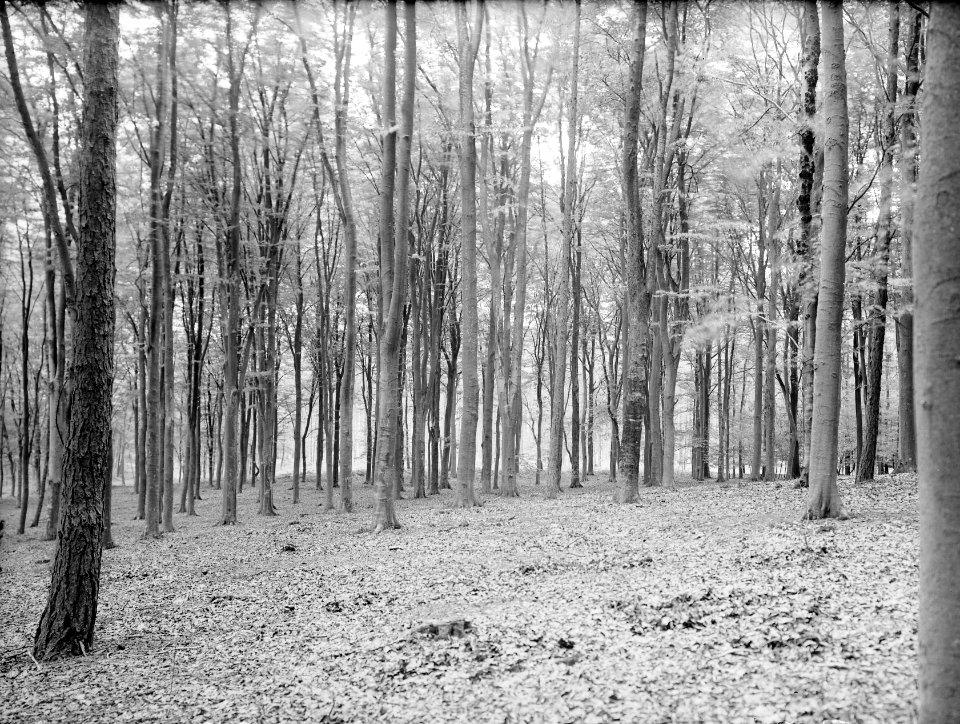Beuken, de essop, europese lorken hagenau, Bestanddeelnr 166-0138