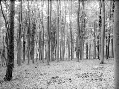 Beuken, de essop, europese lorken hagenau, Bestanddeelnr 166-0138
