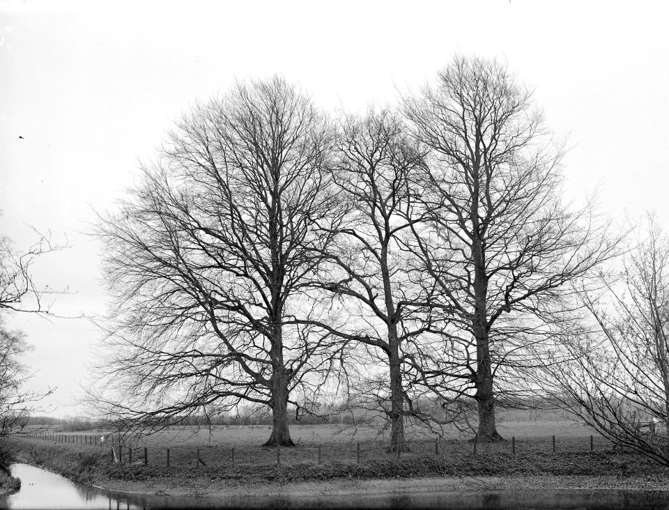 Beuken, Groene Beuk, Landgoed de Velworst, Bestanddeelnr 166-0127