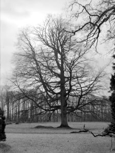 Beuken, bruine beuk, Bestanddeelnr 166-0089