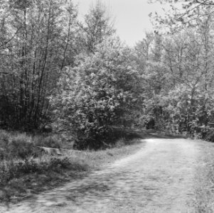 Beuken, bossen, bloei, fazanten, bos, prunus serotina, Middachten, Bestanddeelnr 165-0806