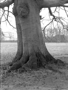 Beuken, bruine beuk, Bestanddeelnr 166-0090