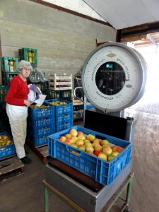 Beuningen fruit oogsttijd 9