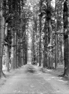 Beukenlaan in park Sonsbeek te Arnhem, Bestanddeelnr 192-0708
