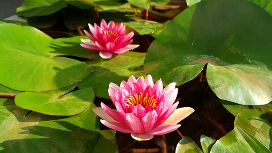 Morning plant nature