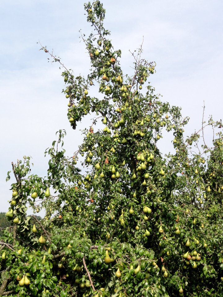 Beuningen fruit oogsttijd 1