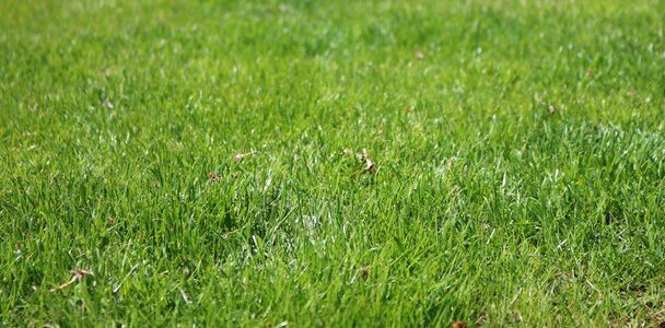 Nature green grass grass meadow photo