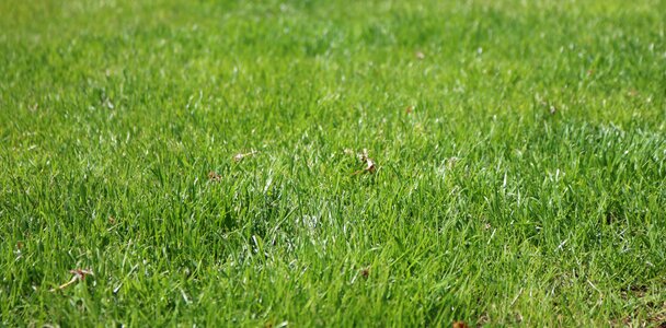 Nature green grass grass meadow