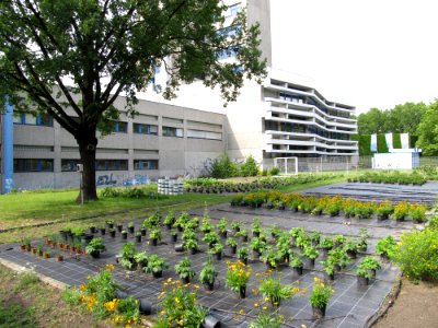 Beuth-Hochschule für Technik Berlin 2011-06-24 Haus Grashof und Garten