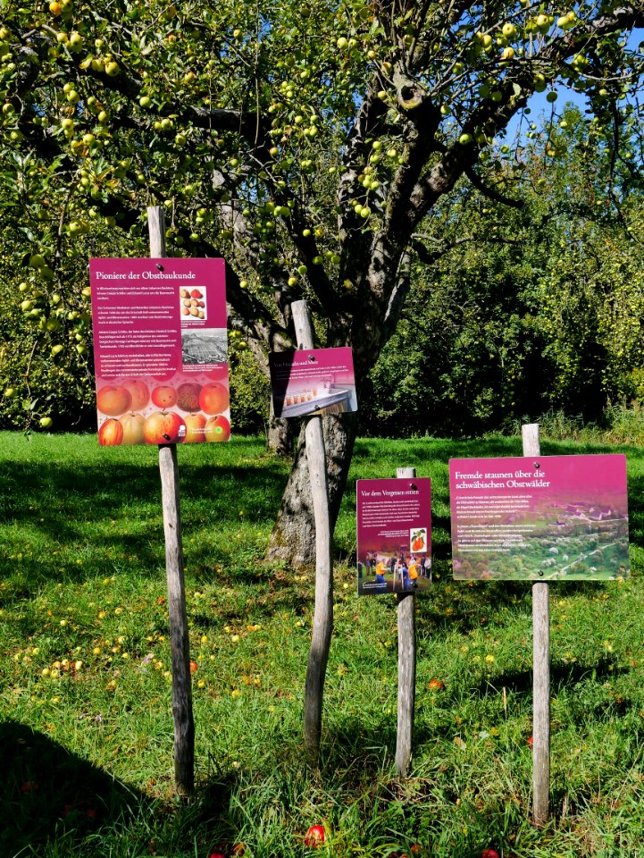 Beuren-freilichtmuseum-24-apfelbaeume2a