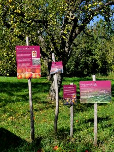 Beuren-freilichtmuseum-24-apfelbaeume2a