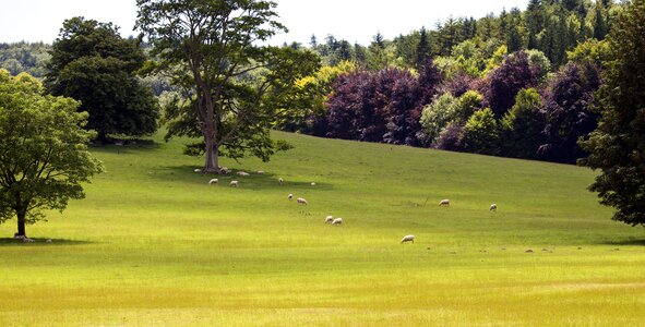Grass tree grazing sheep