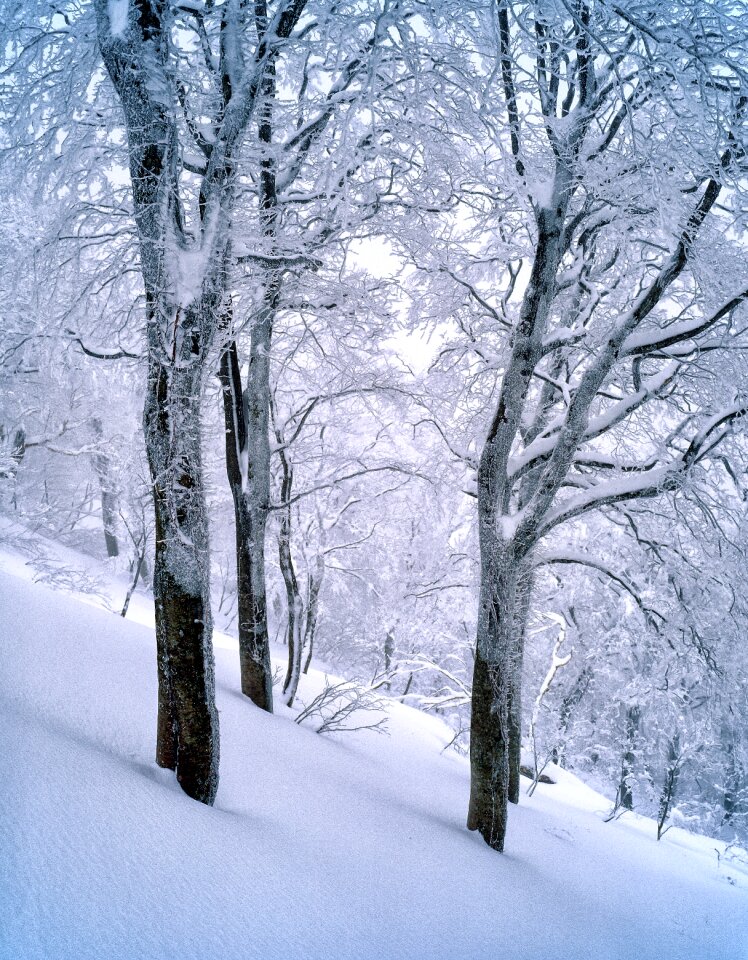 Shirakami-sanchi january world heritage region