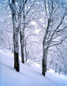 Shirakami-sanchi january world heritage region