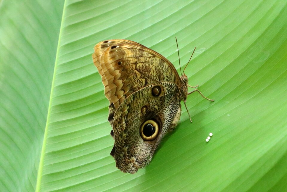 Close up peacock butterfly butterfly peacock photo