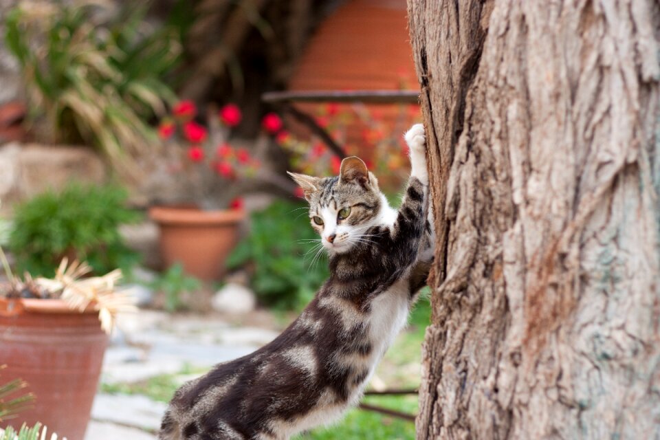 Animal domestic cute