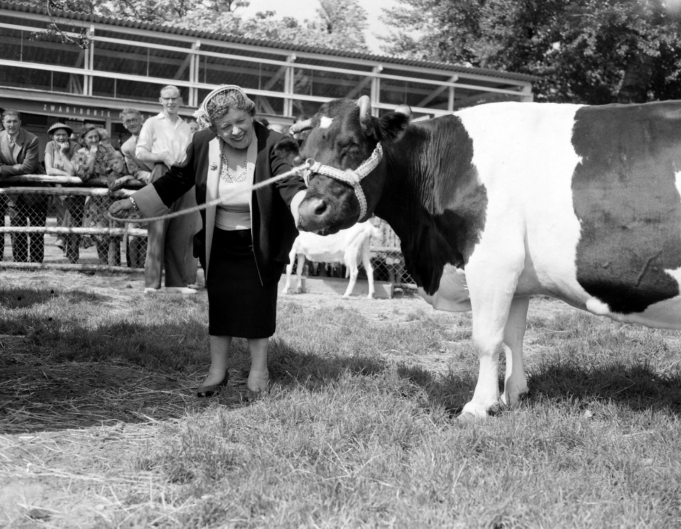 Bezoek E55, Heintje Davids met de meeste melkgevende koe, Bestanddeelnr 907-2548