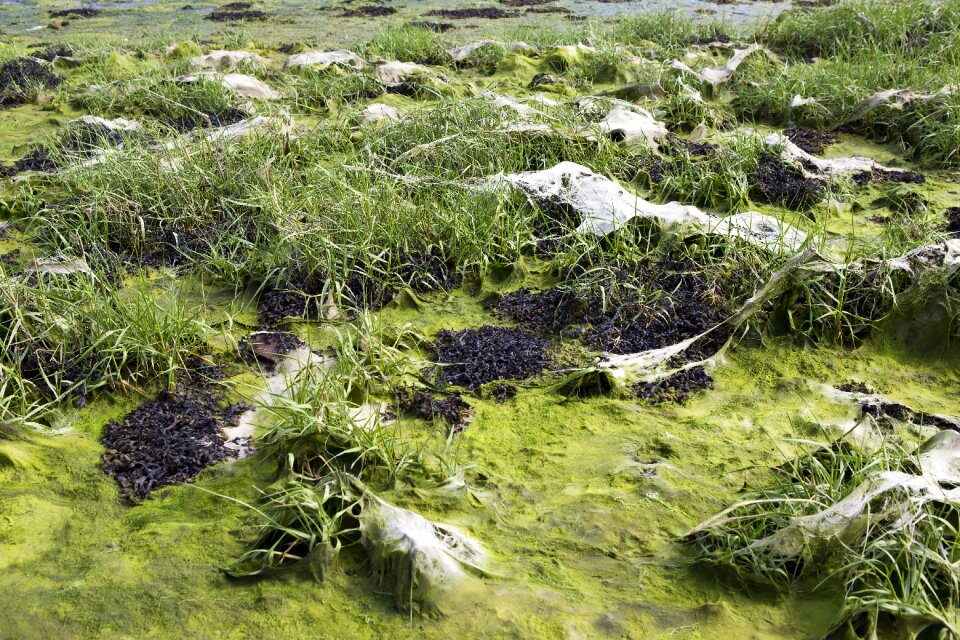 Algae seaweed green and brown