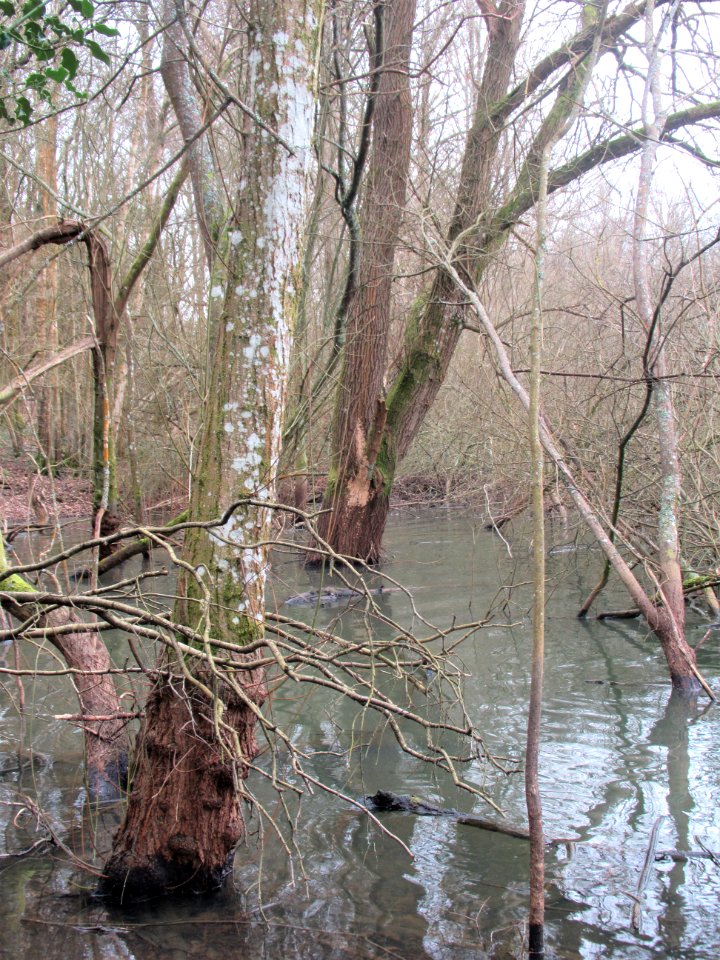 Bewl Water, water's edge