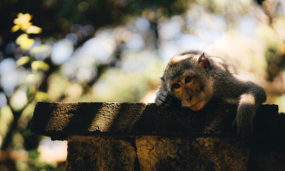 Primate tree wildlife