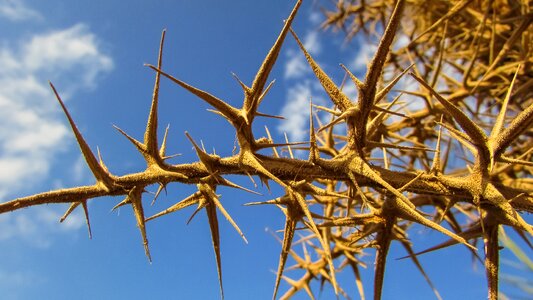 Nature painful spike