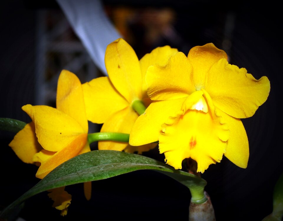 White green yellow