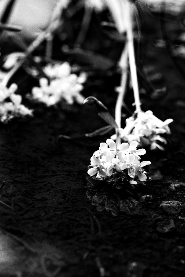 Spring flowers puddle nature
